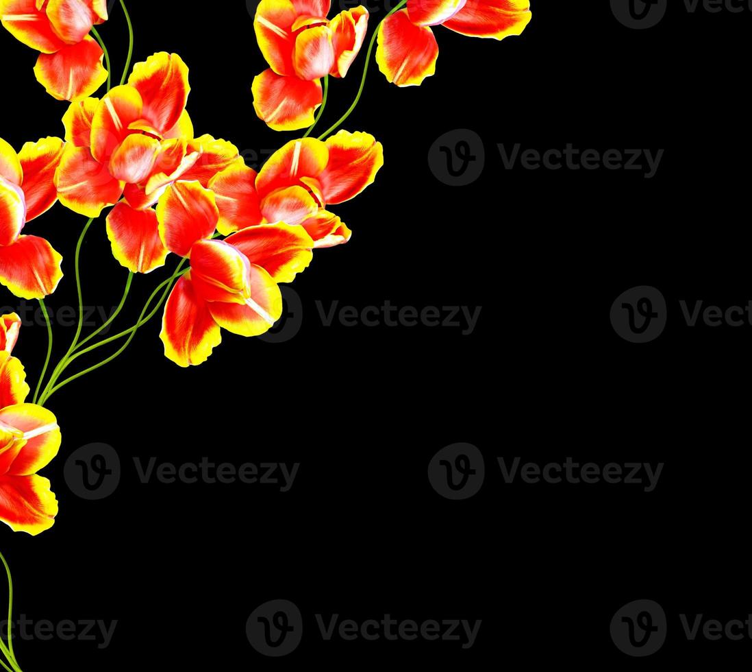 spring flowers tulips isolated on black background. photo