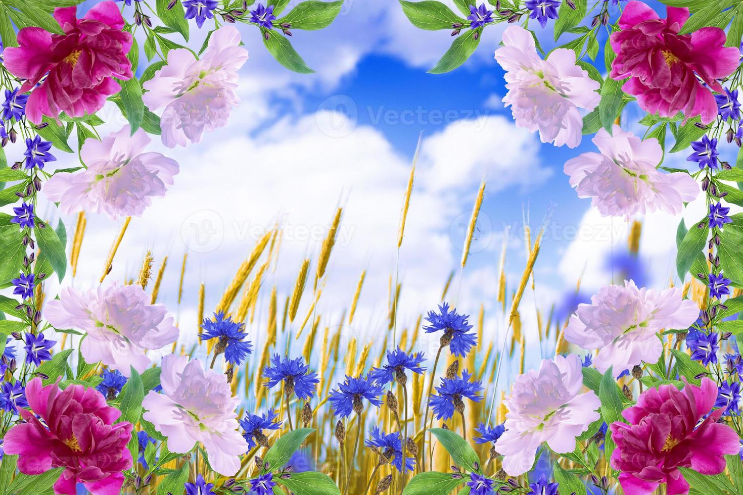 Field cornflower blue flowers against the background of the summer landscape. photo