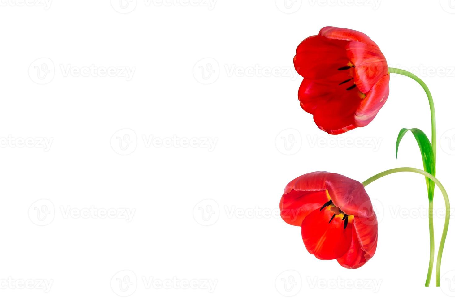 spring flowers tulips photo