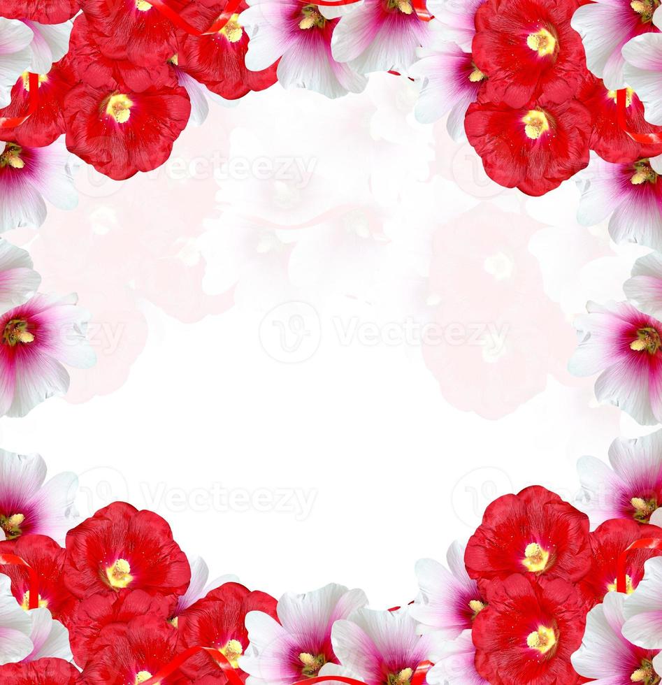mallow flowers isolated on white background photo