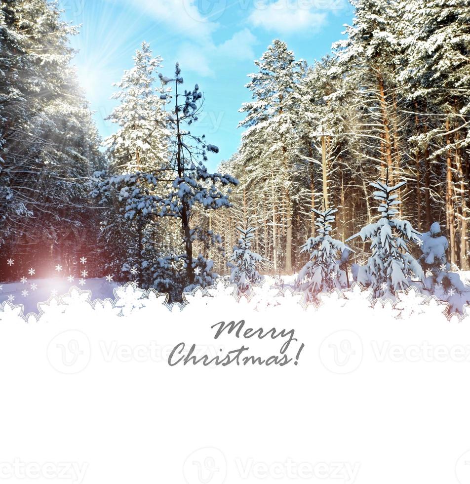 Winter forest. Nature. photo