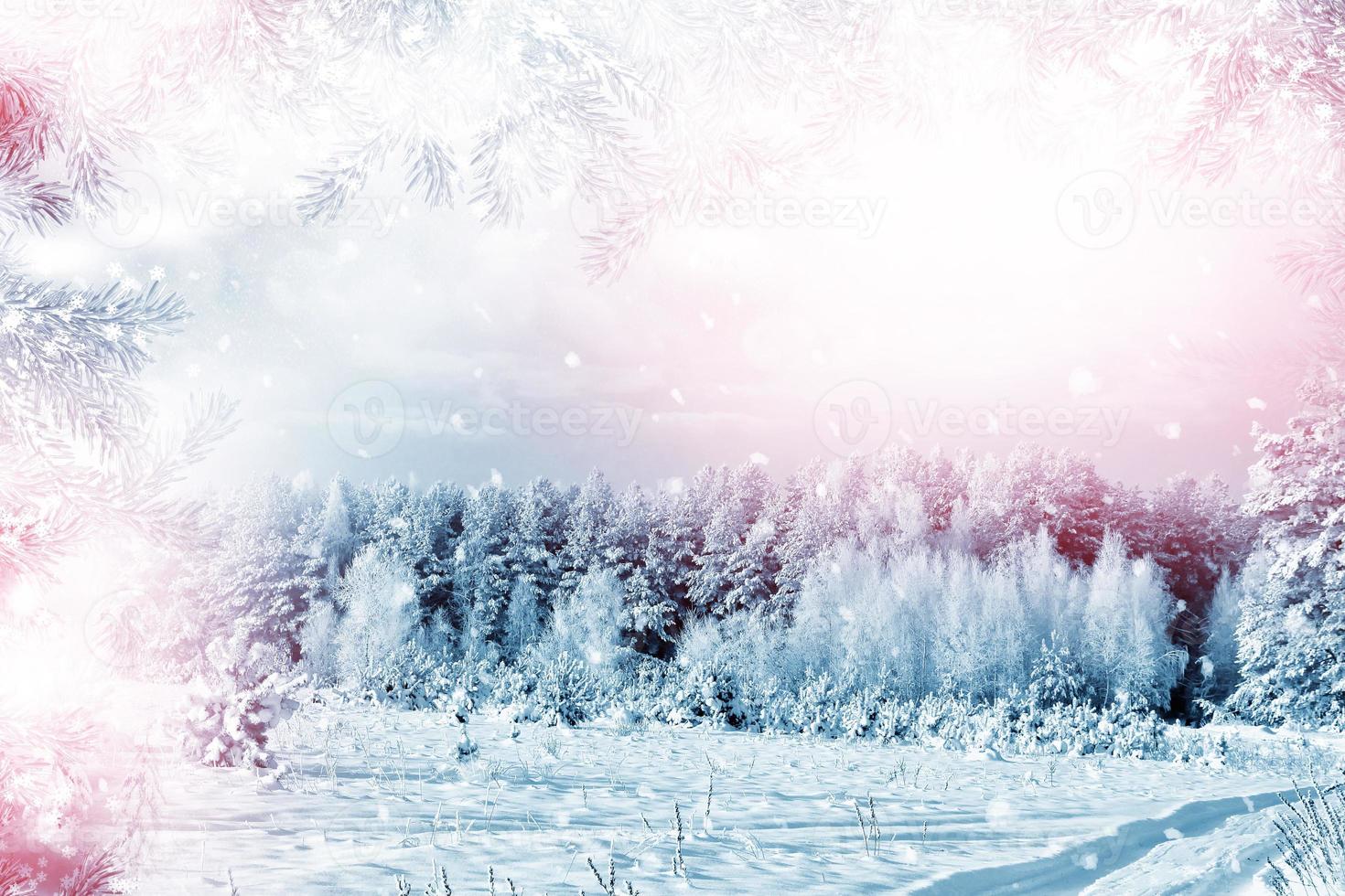 forest in the frost. Winter landscape. Snow covered trees. photo