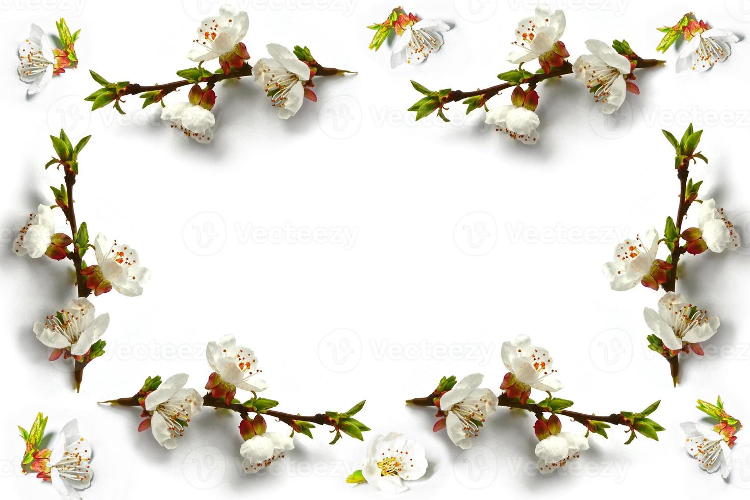 Flowering branch of apple isolated on a white background. Spring photo