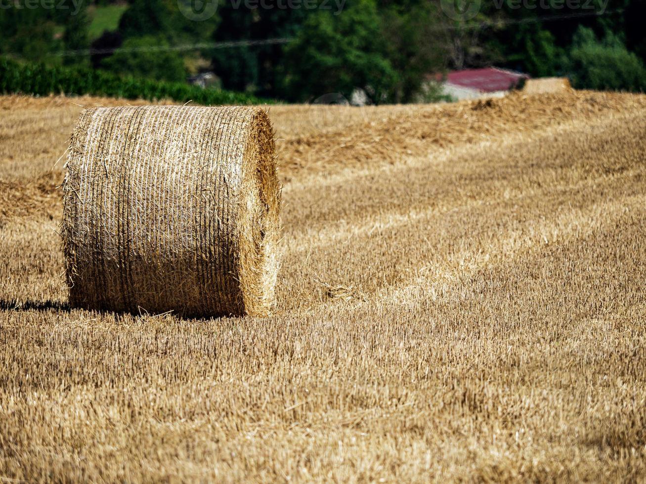 Cylinder-shaped hay bales in the fields of Alsace. photo