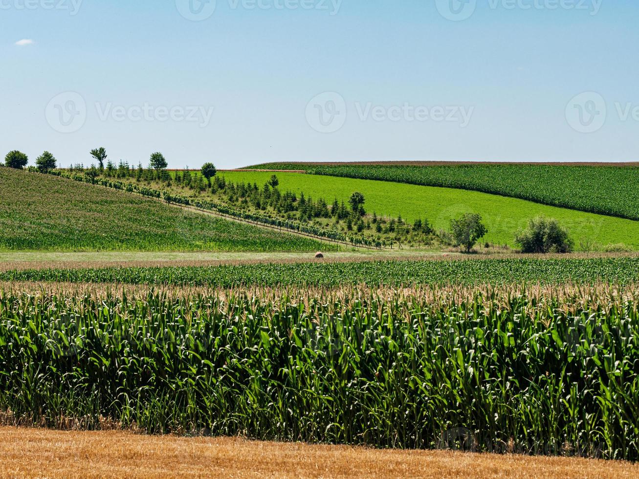 Cylinder-shaped hay bales in the fields of Alsace. photo