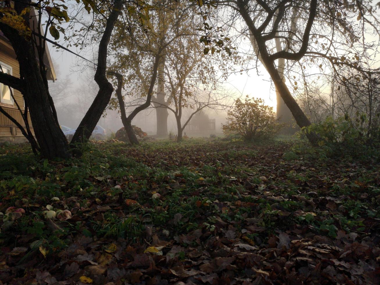 niebla nocturna en el jardín de otoño foto