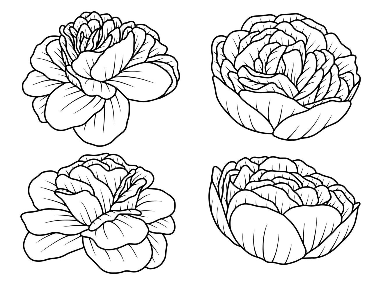 Flower Hand drawn sketch line art illustration vector