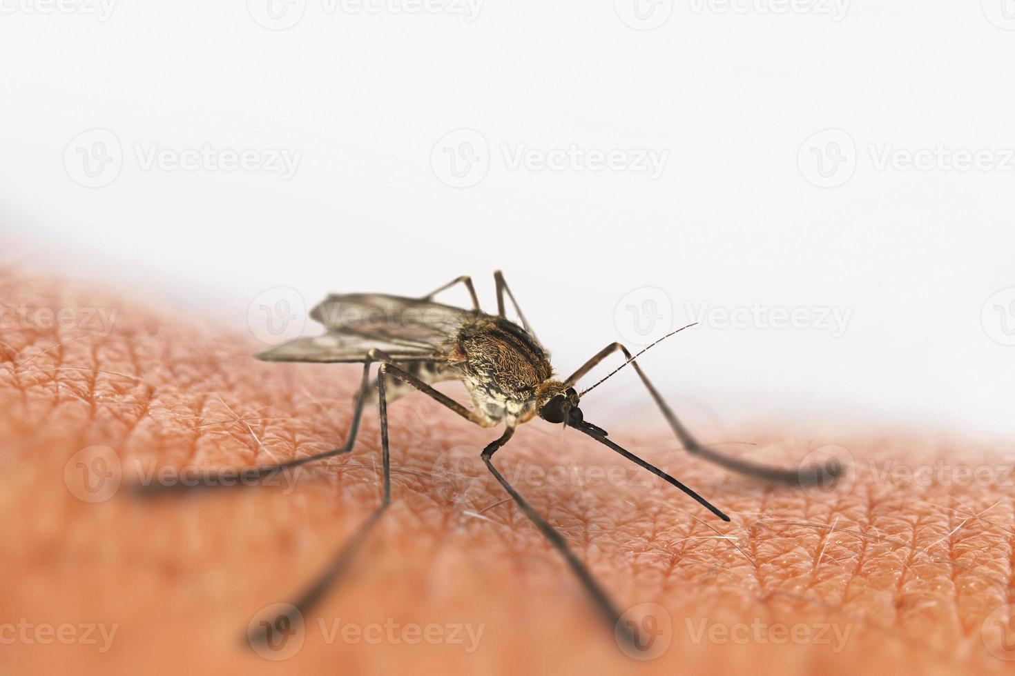 Mosquito bite isolated on white, sits on the skin. photo