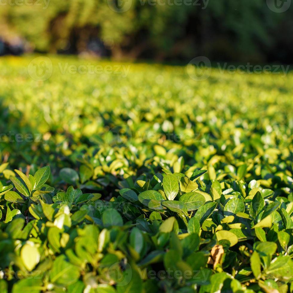 Beautiful green bushes in the summer sunny day photo