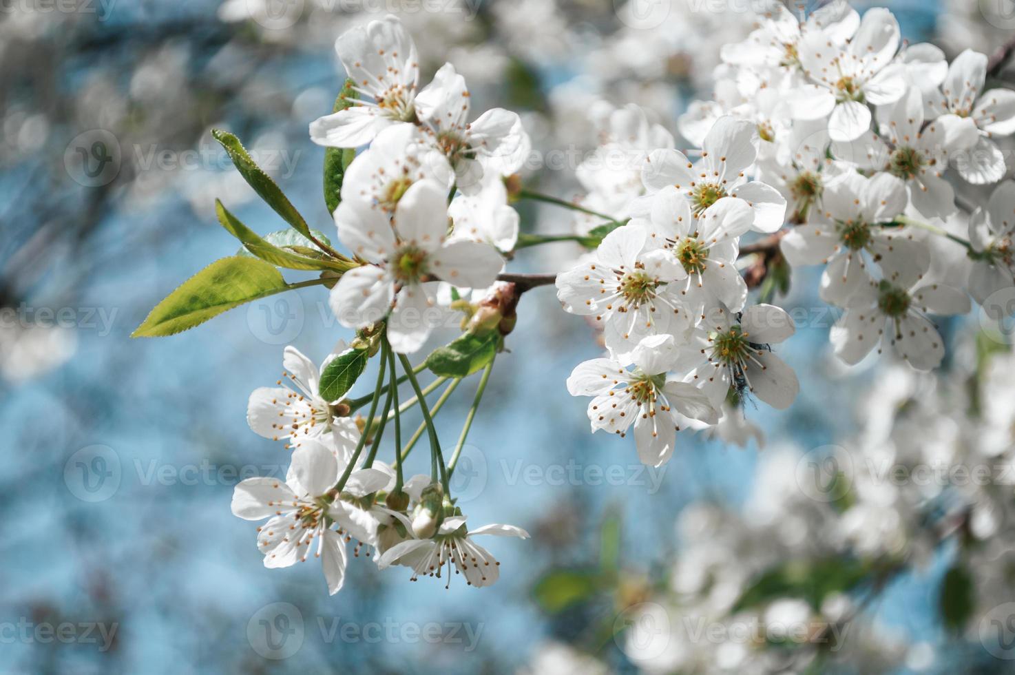 White flowers on a branch of tree Macro photo of spring