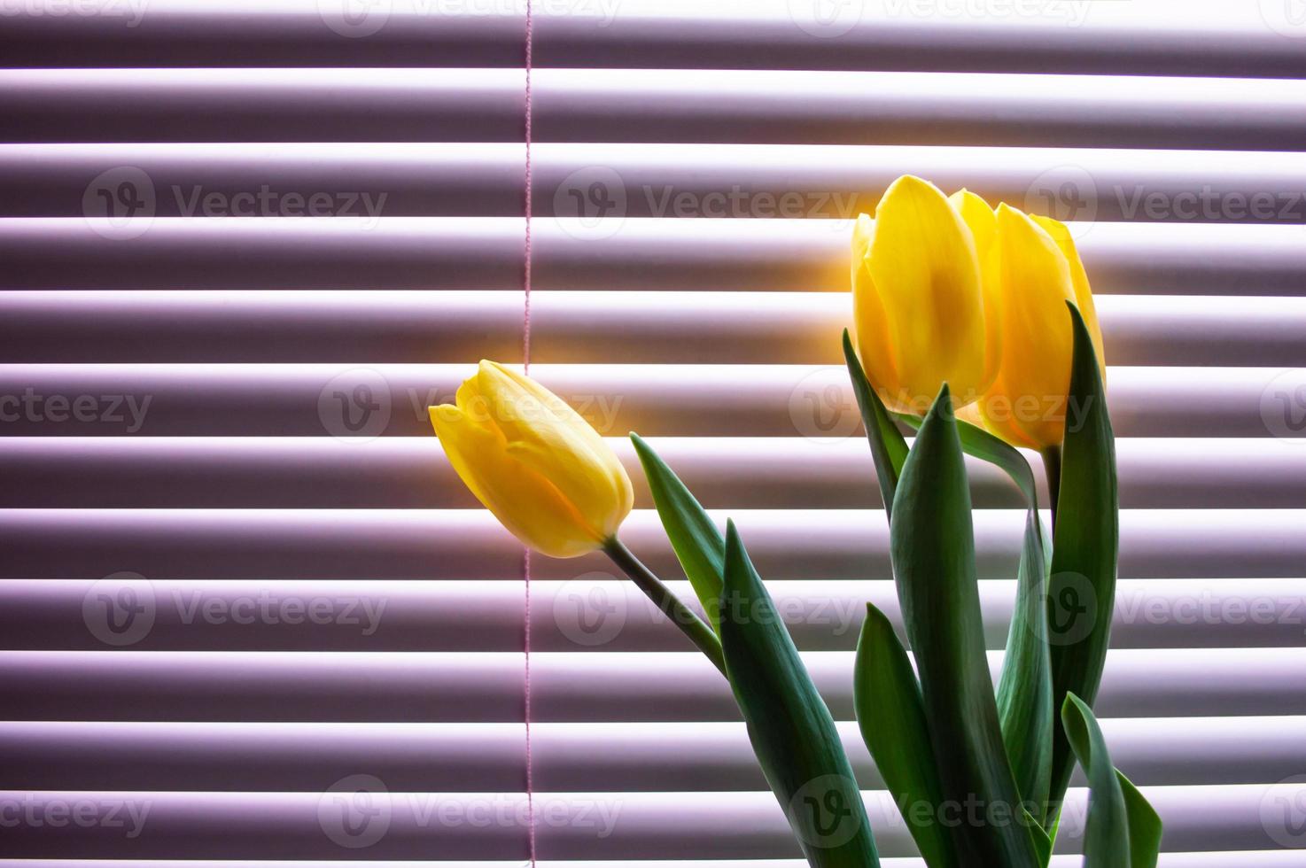Yellow tulips with green leaves on background of blinds for windows photo