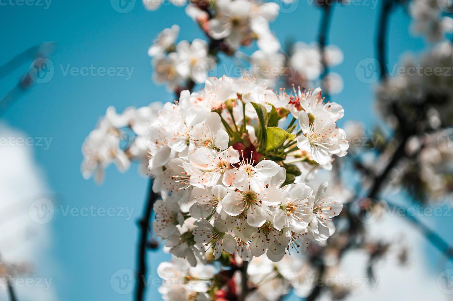 White flowers on a branch of tree Macro photo of spring
