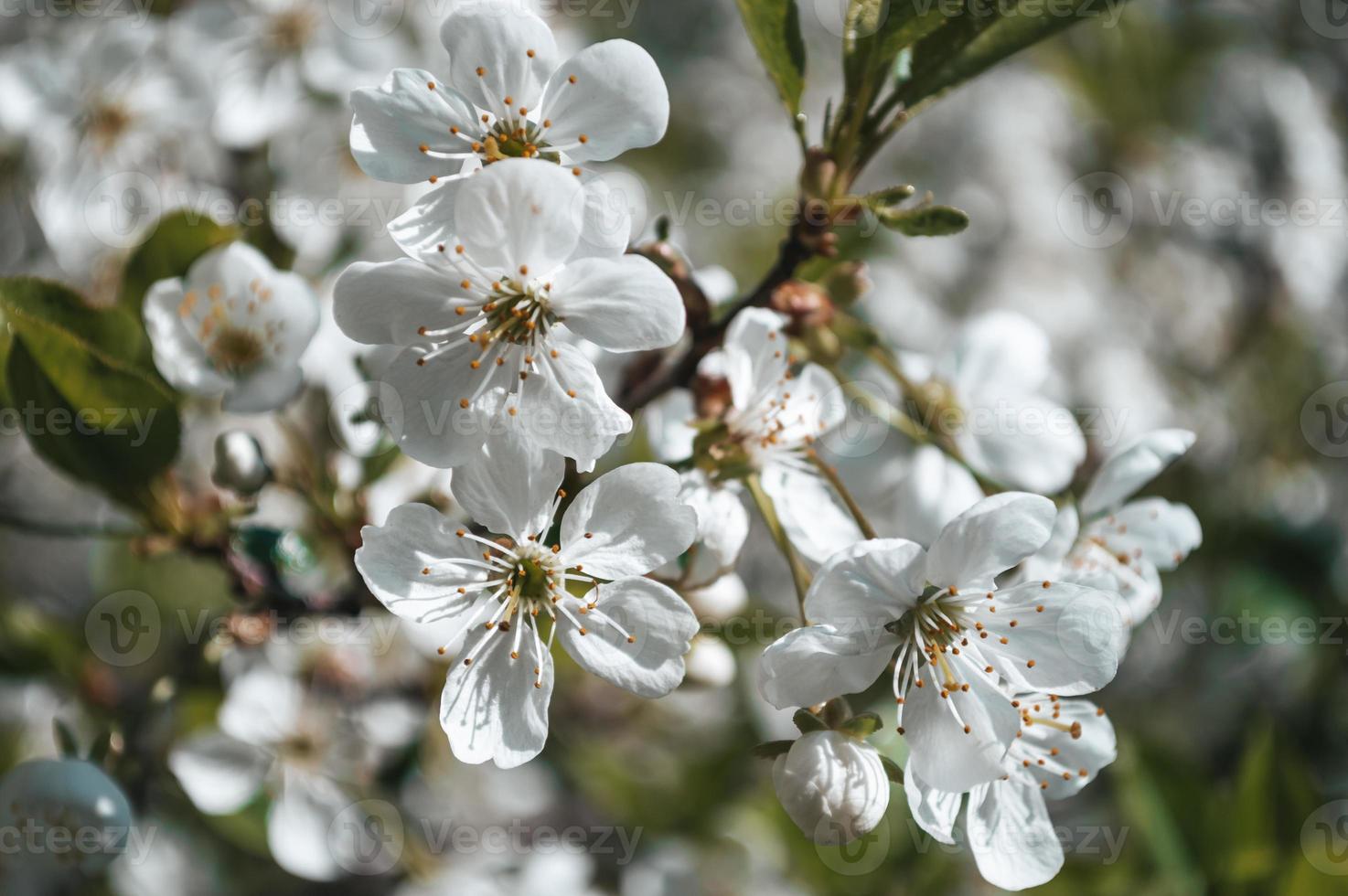 White flowers on a branch of tree Macro photo of spring