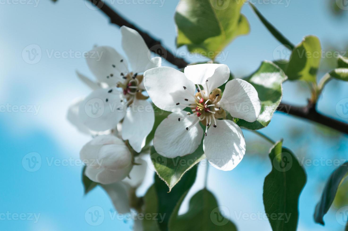 White flowers on a branch of tree Macro photo of spring