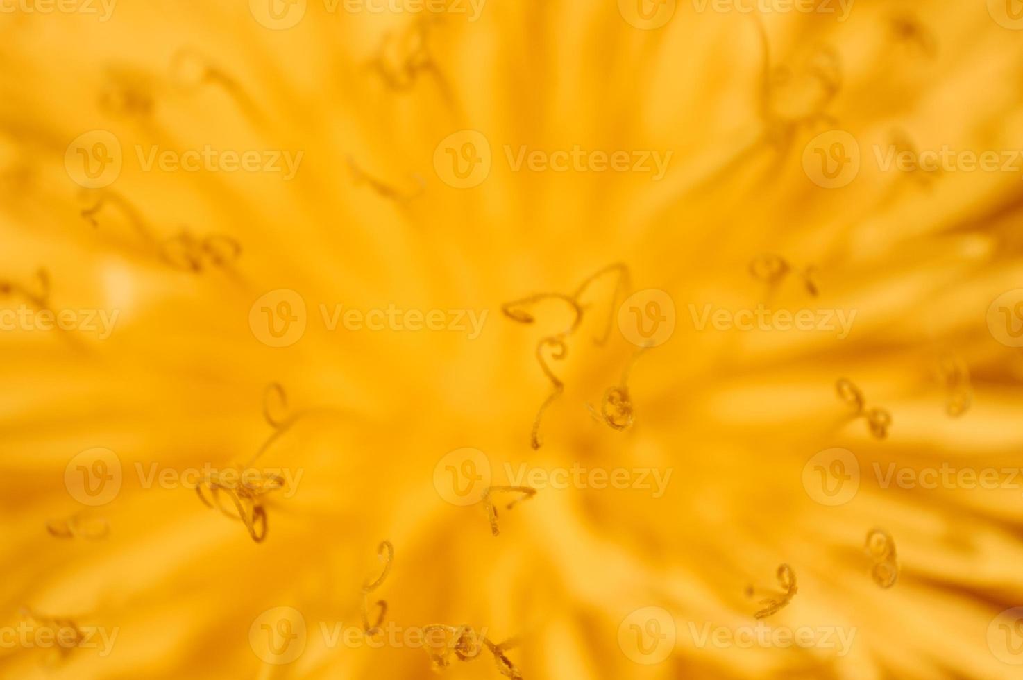 Yellow abstract background Dandelion in the wild field closeup photo