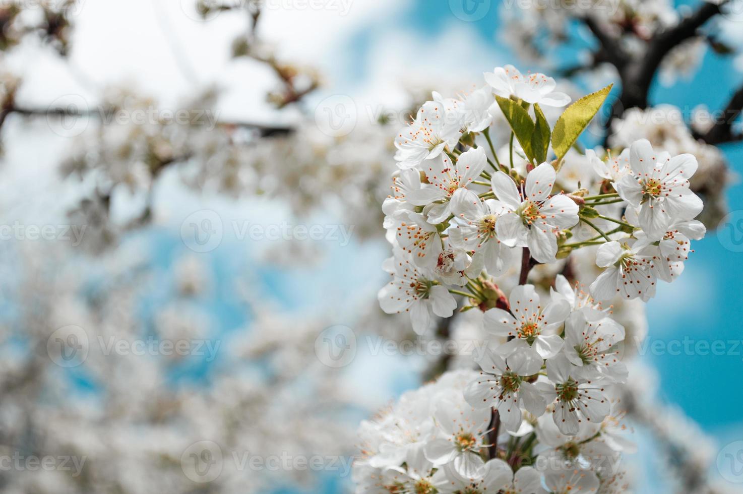 White flowers on a branch of tree Macro photo of spring