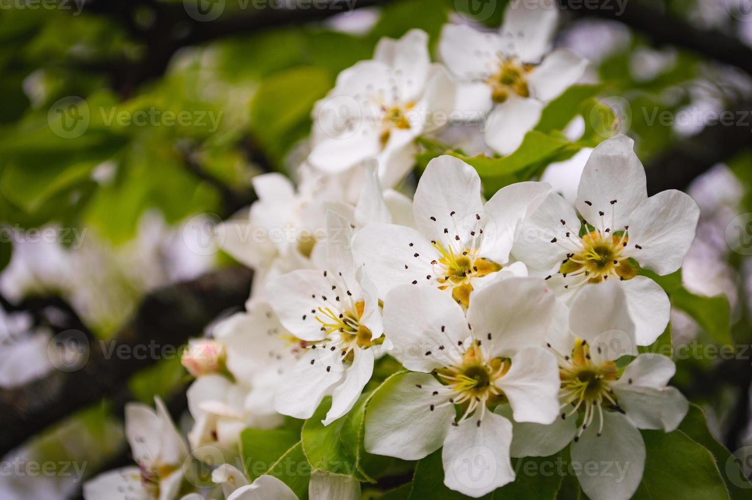 White flowers on a branch of tree Macro photo of spring
