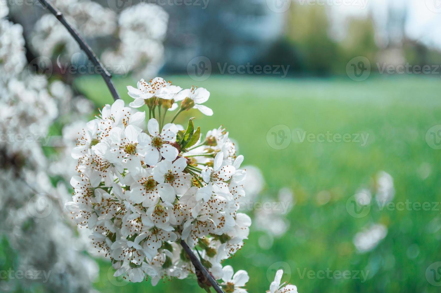 White flowers on a branch of tree Macro photo of spring