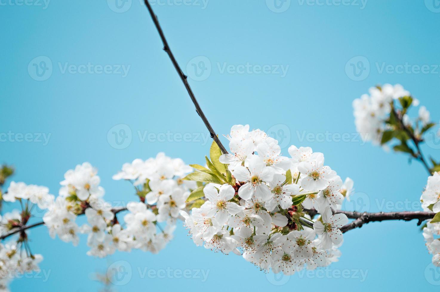White flowers on a branch of tree Macro photo of spring