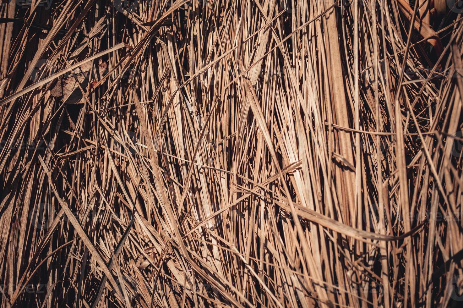 Dried brown grass Natural background from dry grass photo