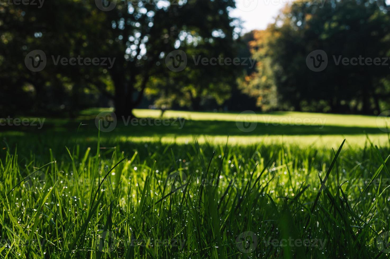 Green grass with dew in a German park with trees in the background photo