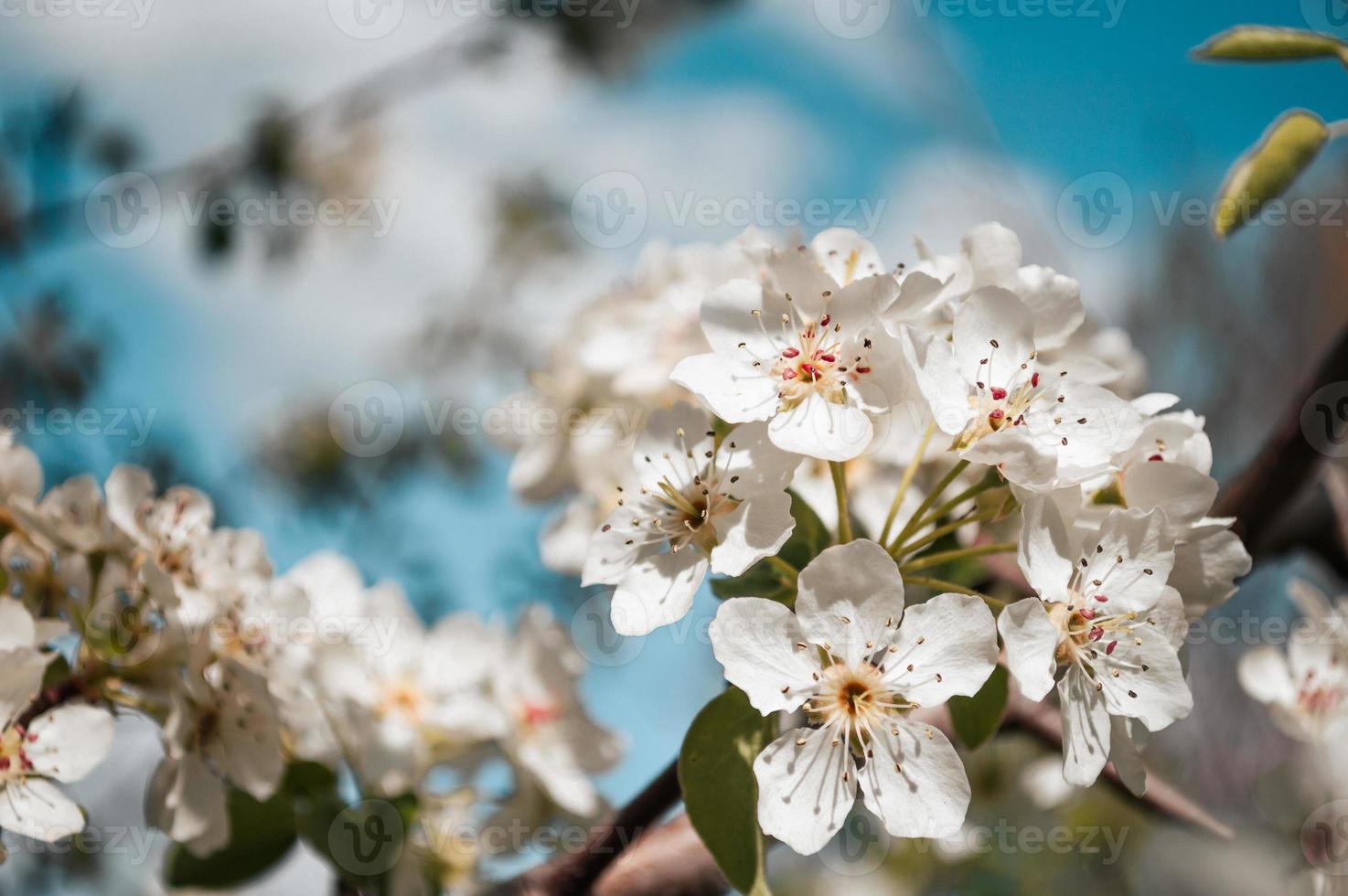 White flowers on a branch of tree Macro photo of spring