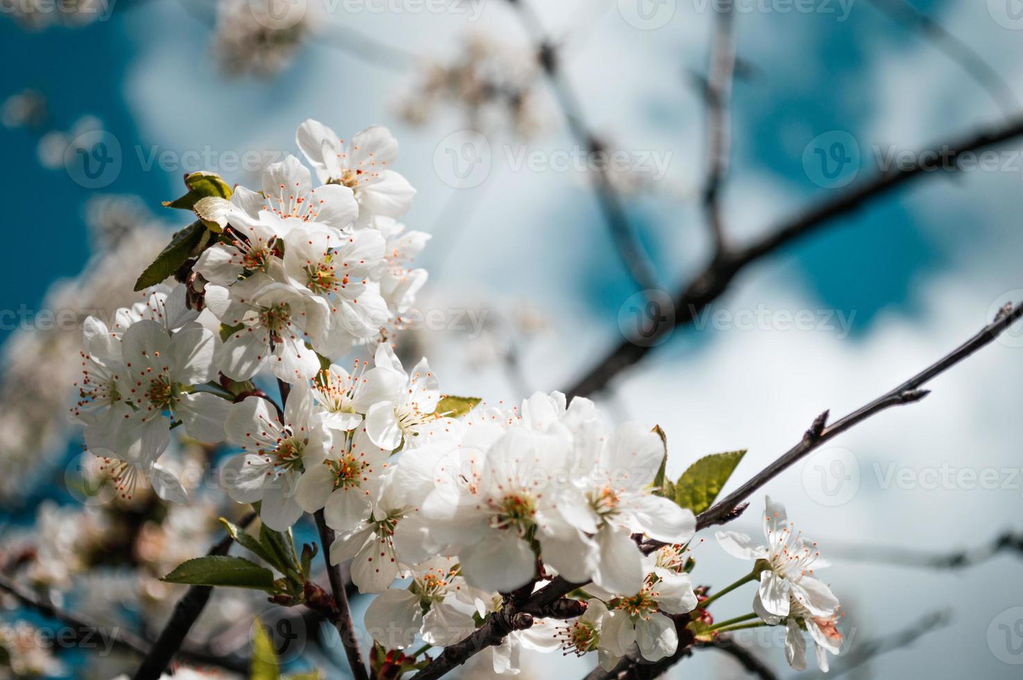 White flowers on a branch of tree Macro photo of spring