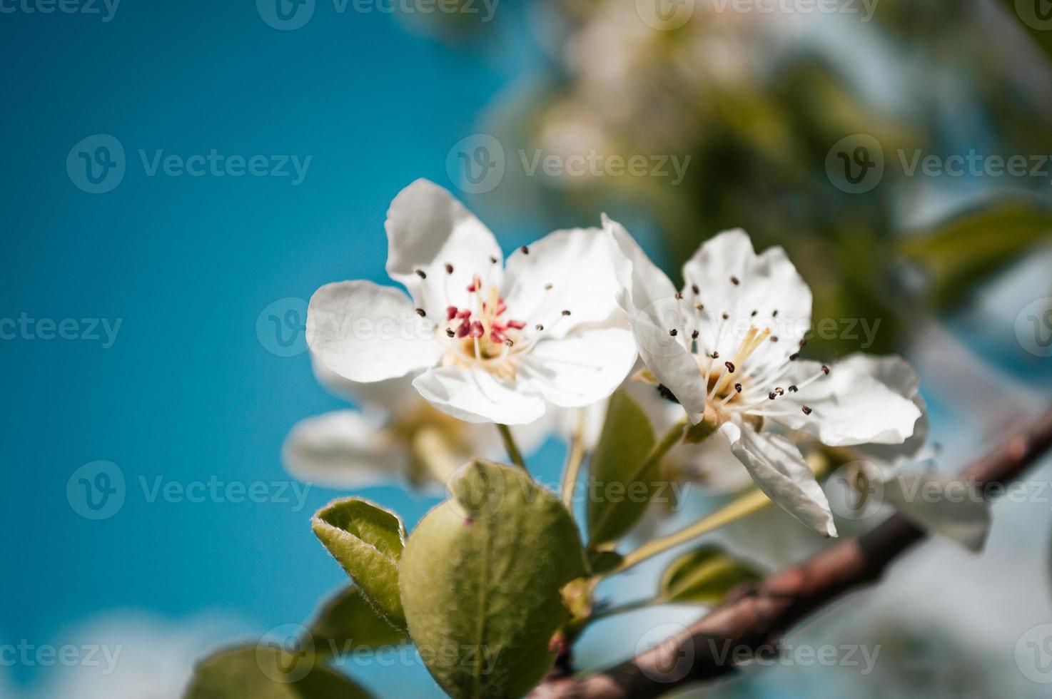 White flowers on a branch of tree Macro photo of spring