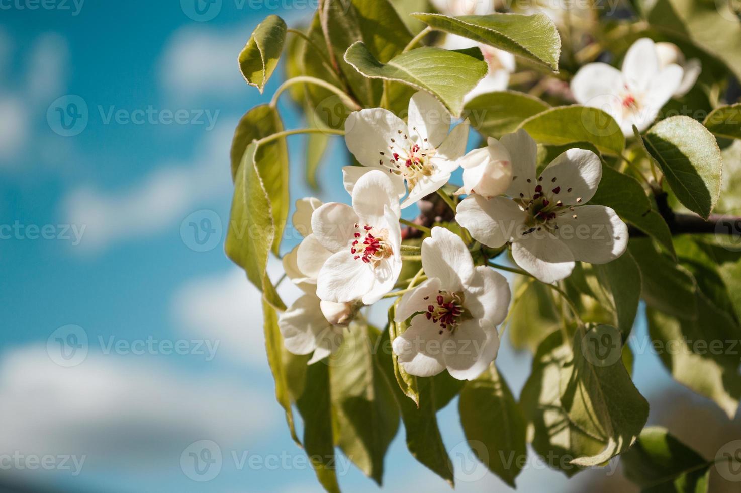 White flowers on a branch of tree Macro photo of spring