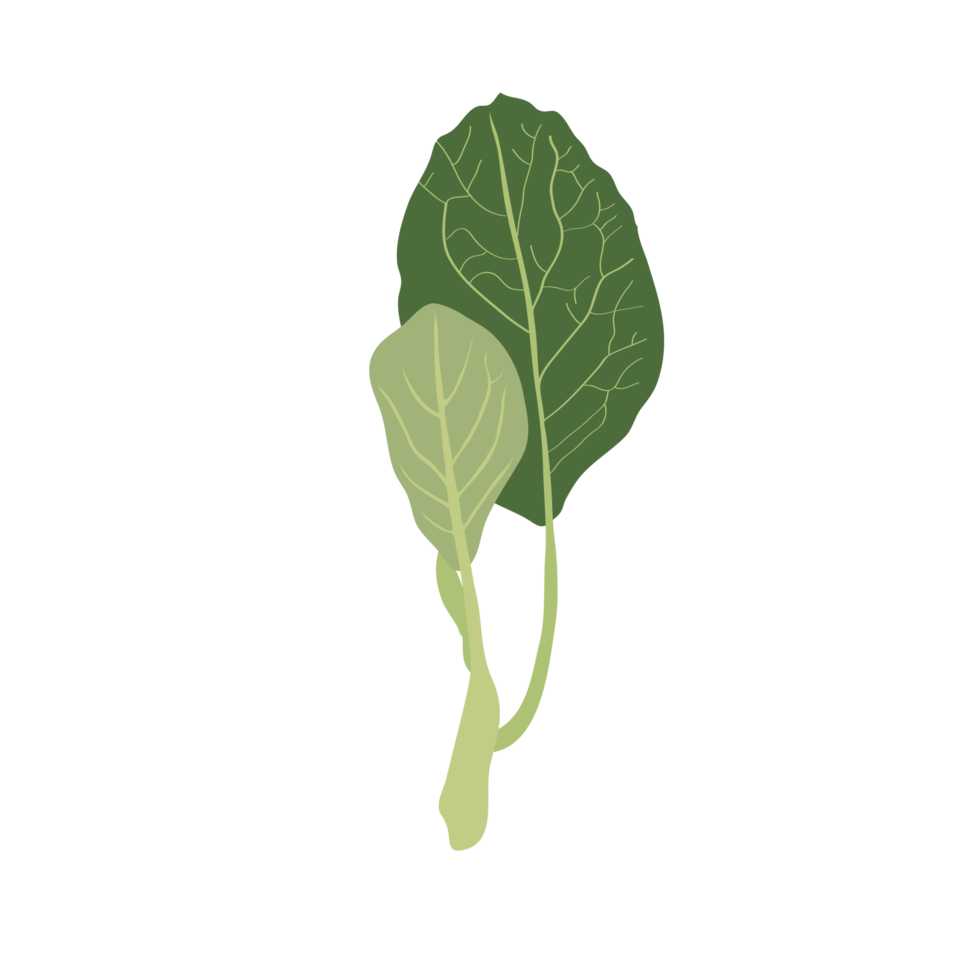 Collard Greens on transparent background png