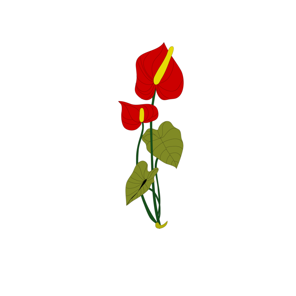 red anthurium on transparent background png