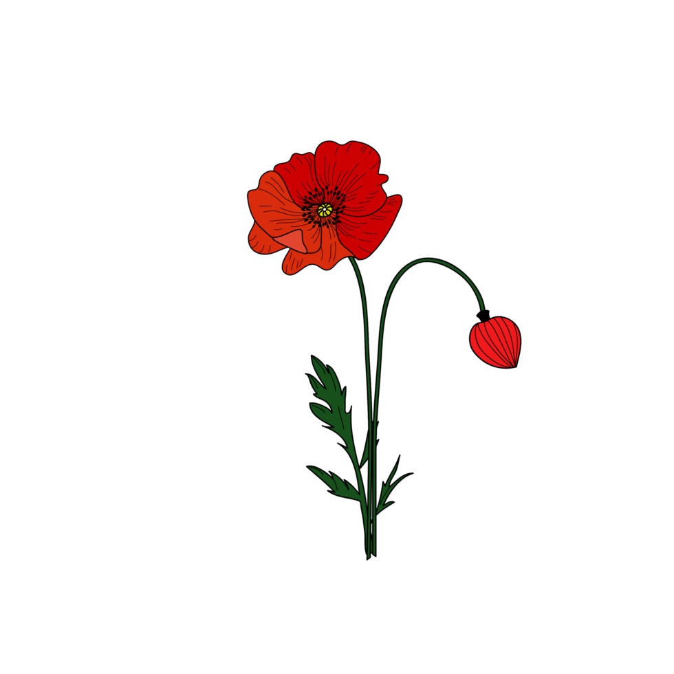 coquelicots rouges sur fond transparent png