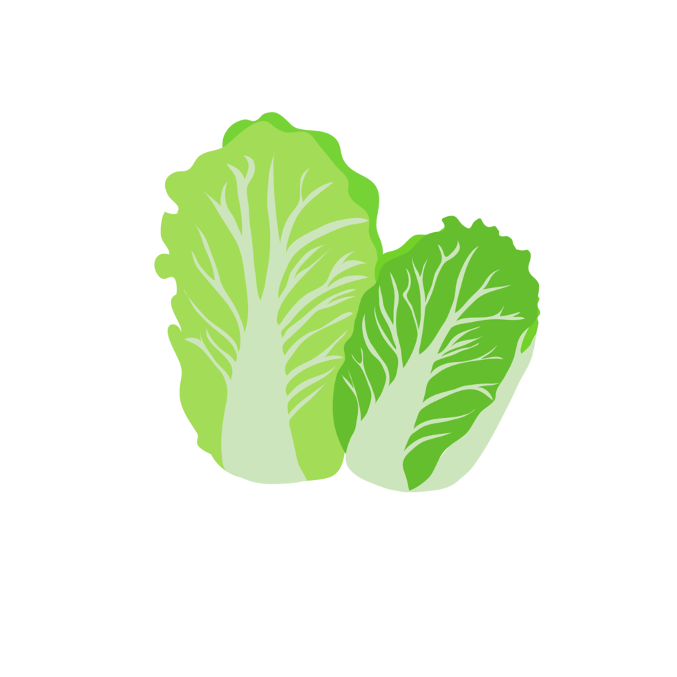 groene chinese kool op transparante achtergrond png