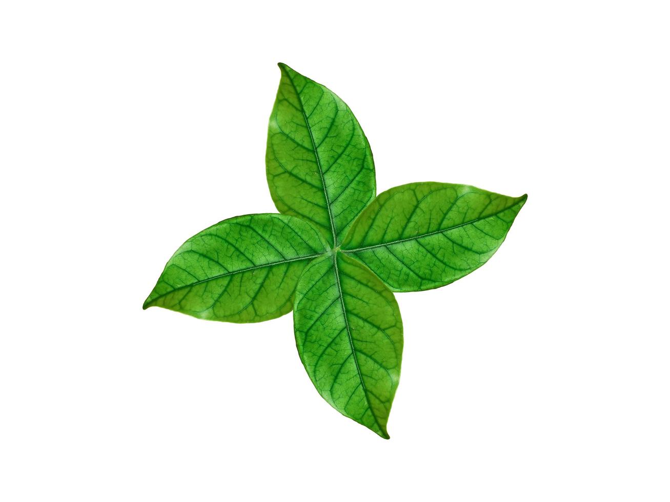 green leaf die cut photo