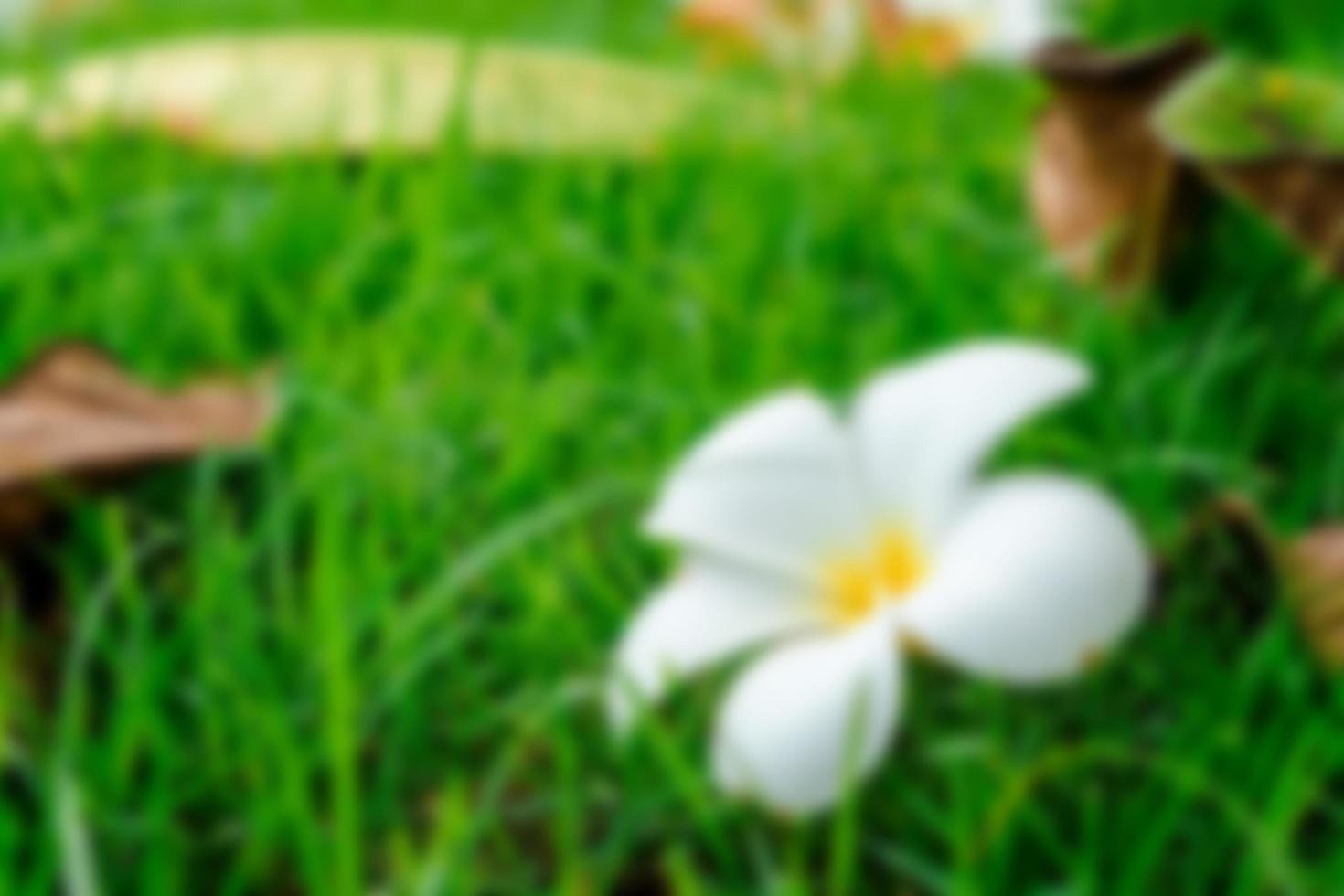 frangipani flower pictures falling on the floor that blurs the whole picture For design work, insert text, card photo