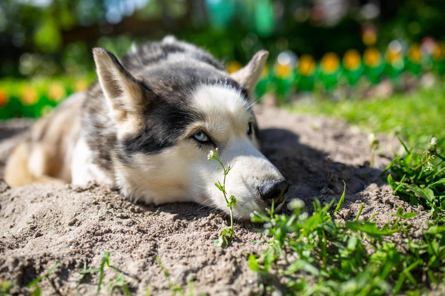 retrato divertido de una hembra husky siberiana tirada en el suelo en un día de verano. un perro doméstico yace en la arena del jardín en un día soleado. foto