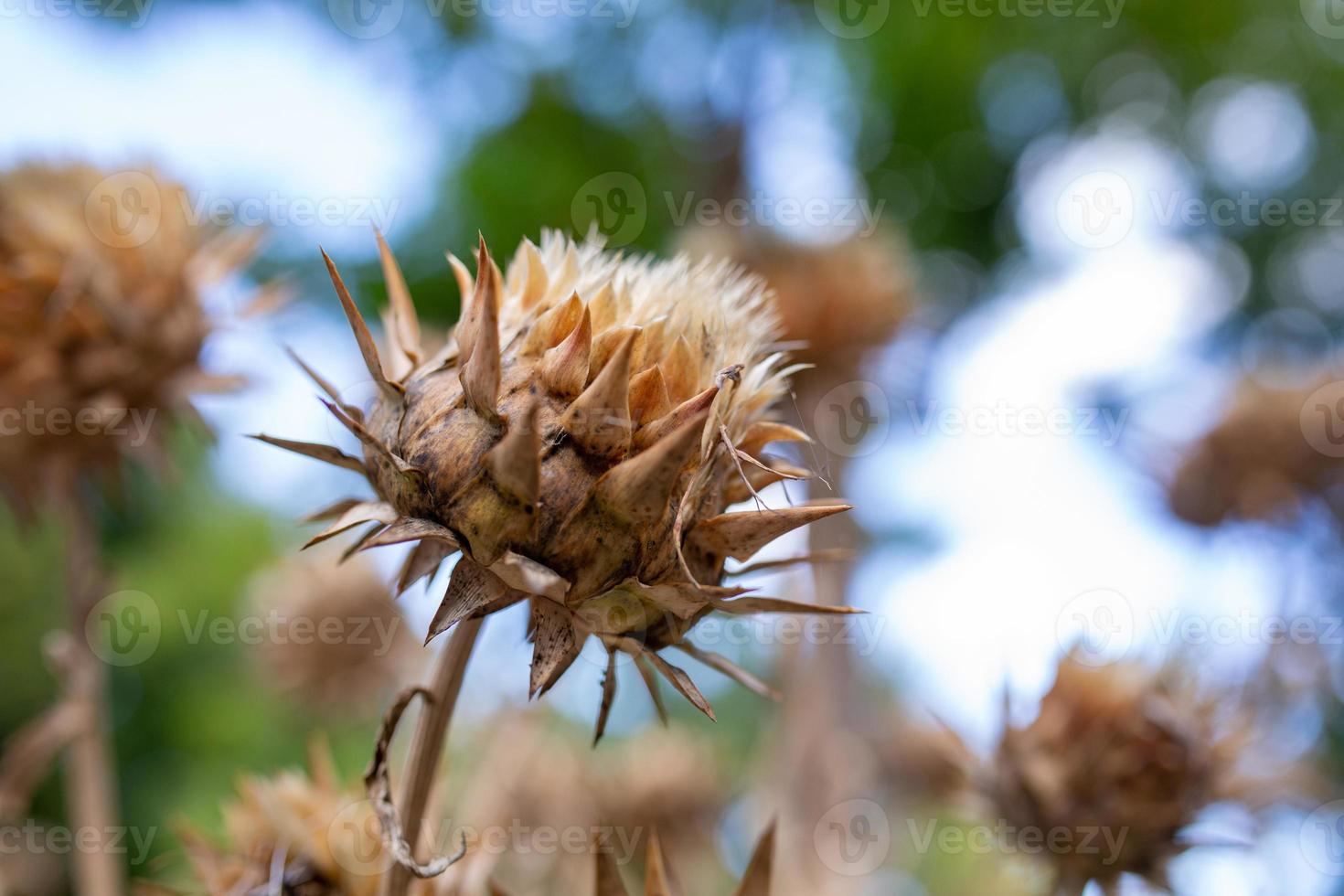 Close-up dried flowers, dried plants macro photography. Stock