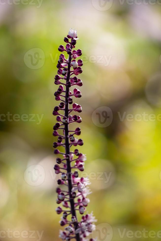 Blossom buddleja plant with small white flowers on a sunny summer day macro photography. Flowering butterfly bush plant with tiny white and purple buds close-up photo in sunlight in autumn garden.