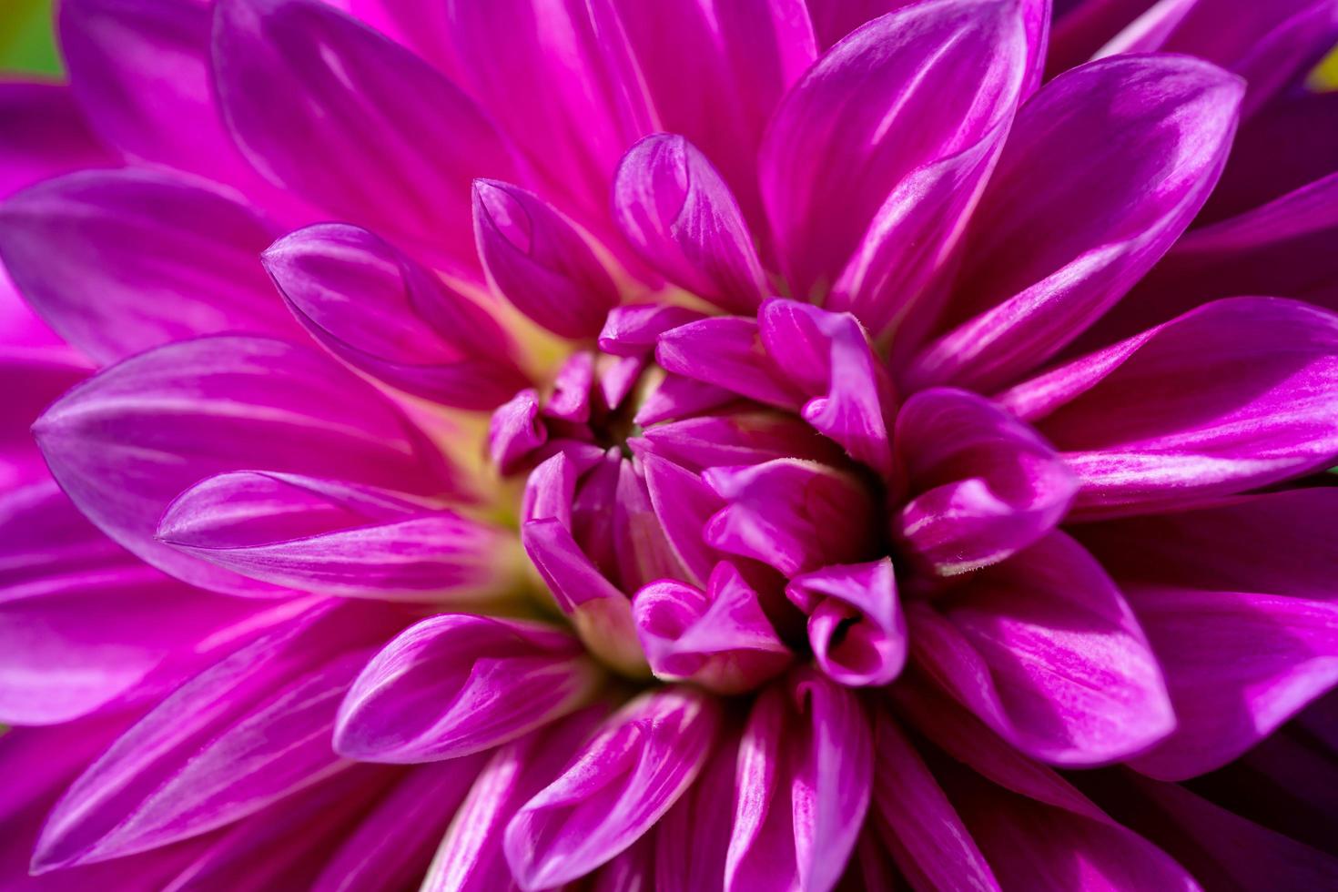 Purple dahlia flower close-up photo in a sunny fall day. Pink petals of a garden flower macro photography on a summer day. Floral pattern of blossom violet dahlia bud.