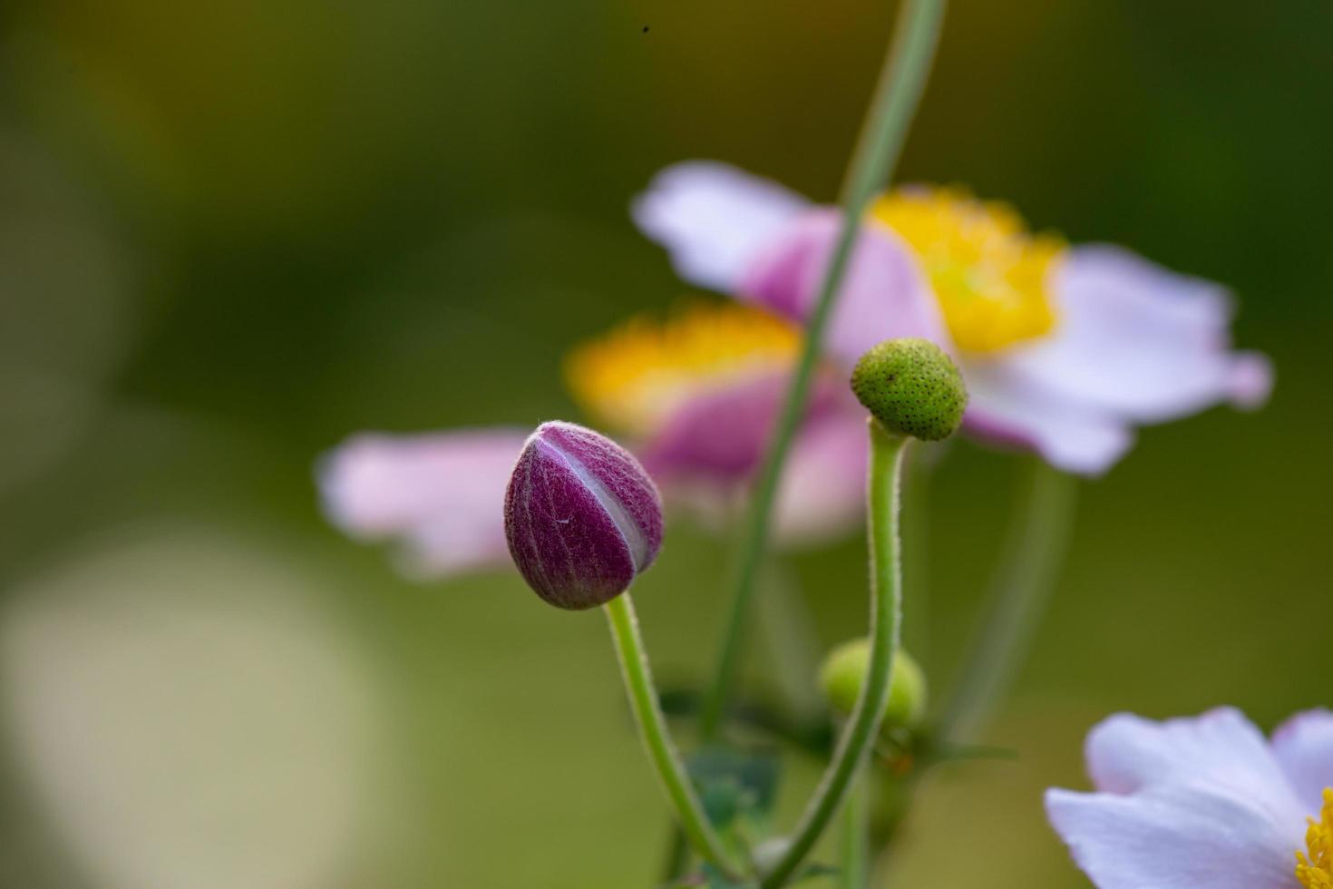 fotografía macro de flor de anémona en un día de verano. flor de viento con pétalos de color púrpura claro sobre un fondo verde. flor de jardín blanca con papel tapiz floral de estambres amarillos brillantes. foto