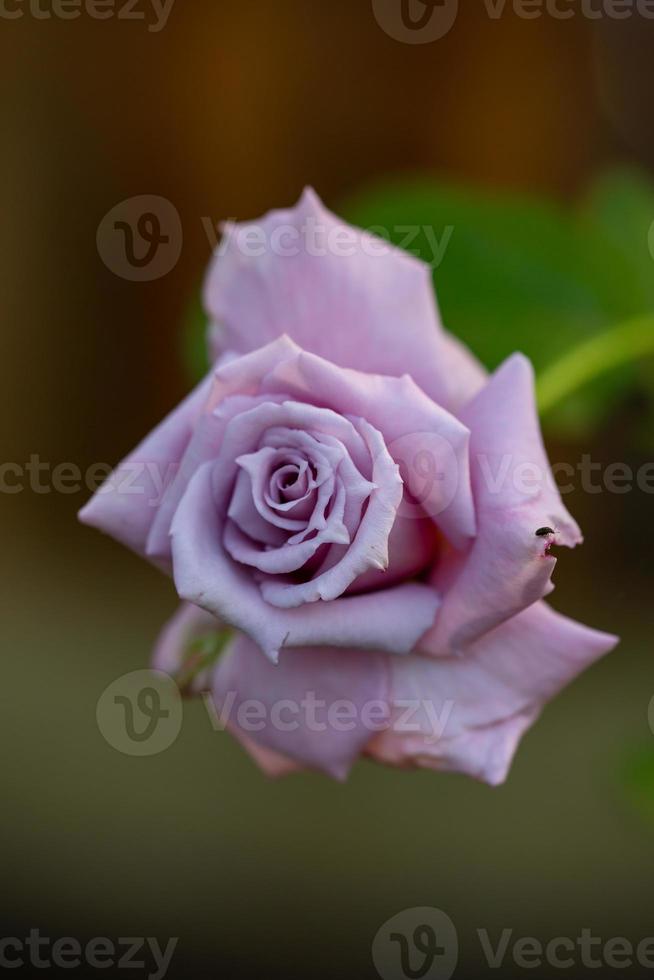 Pale pink rose macro photography in the summer. Light purple garden rose on a green background garden photo. photo