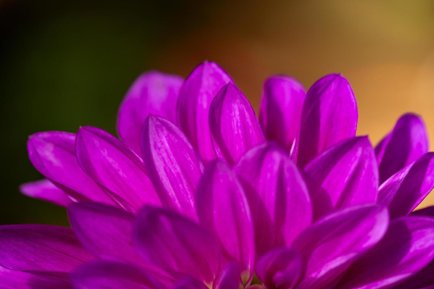 Purple dahlia flower close-up photo in a sunny fall day. Pink petals of a garden flower macro photography on a summer day. Floral pattern of blossom violet dahlia bud.