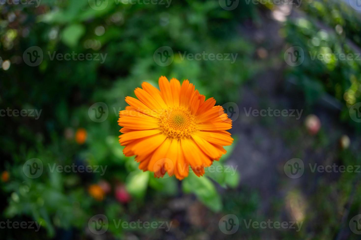 Bright orange calendula flower on a green background in a summer garden macro photography. Orange chamomile close-up photo on a summer day. Botanical photography of a garden flower with orange petals.