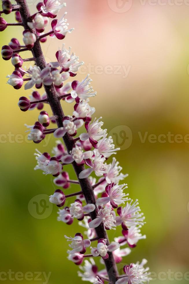 Blossom buddleja plant with small white flowers on a sunny summer day macro photography. Flowering butterfly bush plant with tiny white and purple buds close-up photo in sunlight in autumn garden.
