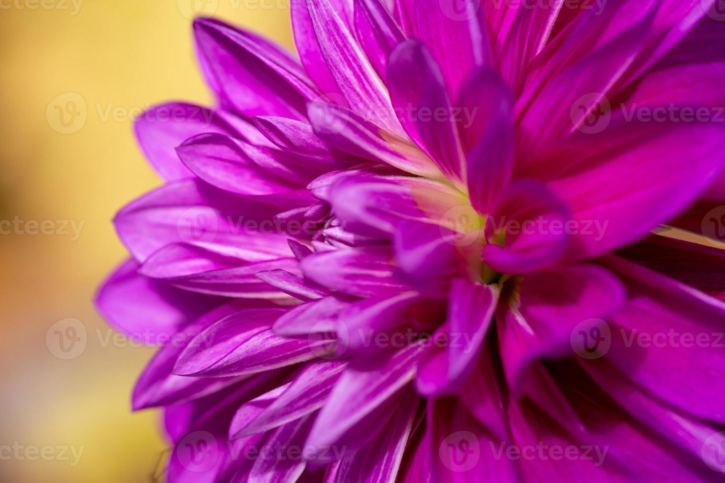 Purple dahlia flower close-up photo in a sunny fall day. Pink petals of a garden flower macro photography on a summer day. Floral pattern of blossom violet dahlia bud.