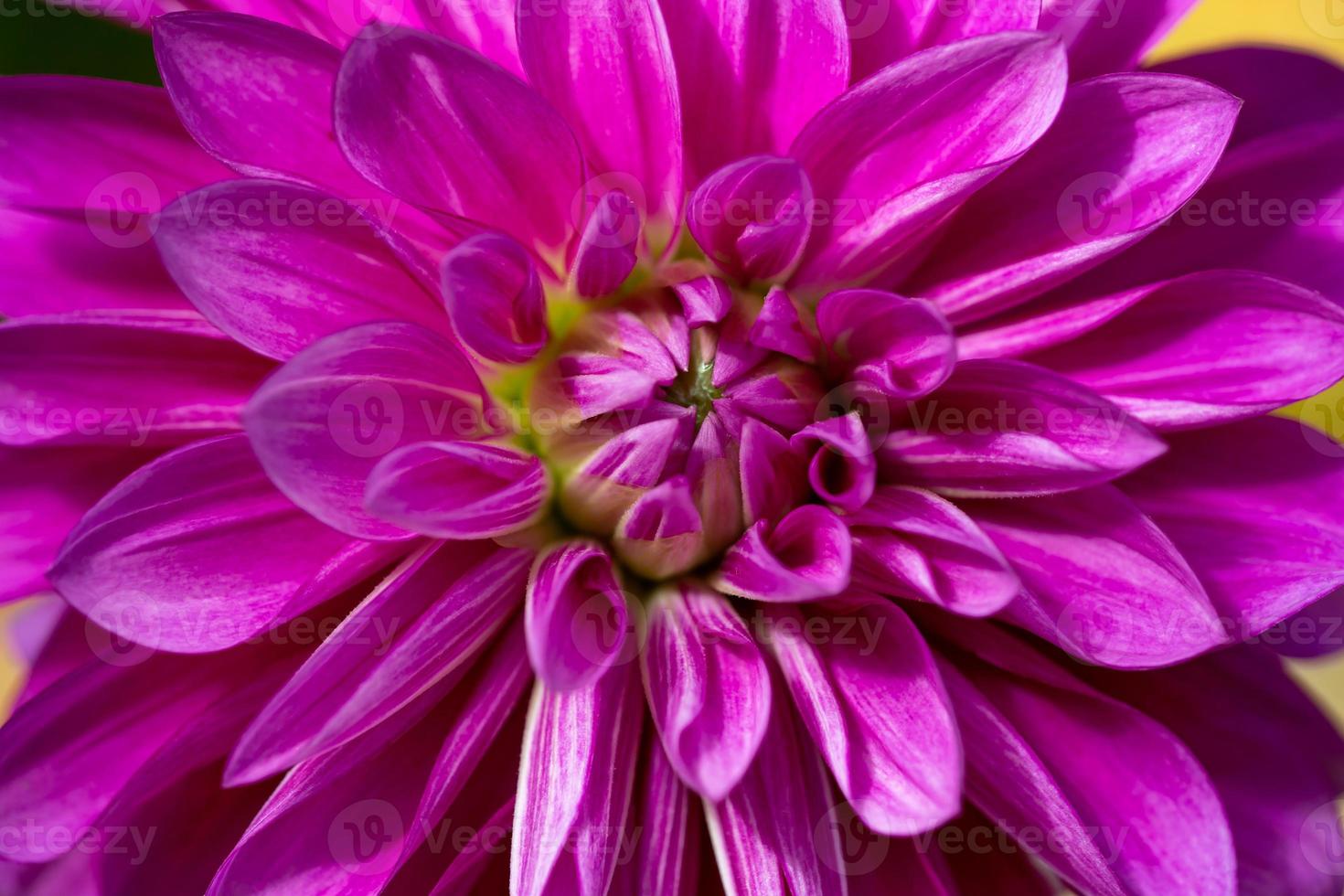 Purple dahlia flower close-up photo in a sunny fall day. Pink petals of a garden flower macro photography on a summer day. Floral pattern of blossom violet dahlia bud.