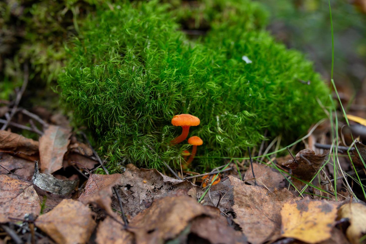 A family of small orange mushrooms growing in green moss in the autumn forest. Pair miniature bright fungus in green grass macro photography. photo