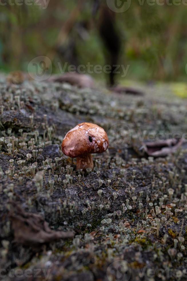 Very small mushroom with a brown cap growing on a tree trunk in an autumn day macro photo. A close-up photography of a toadstool standing on the textured bark of a fallen tree photo