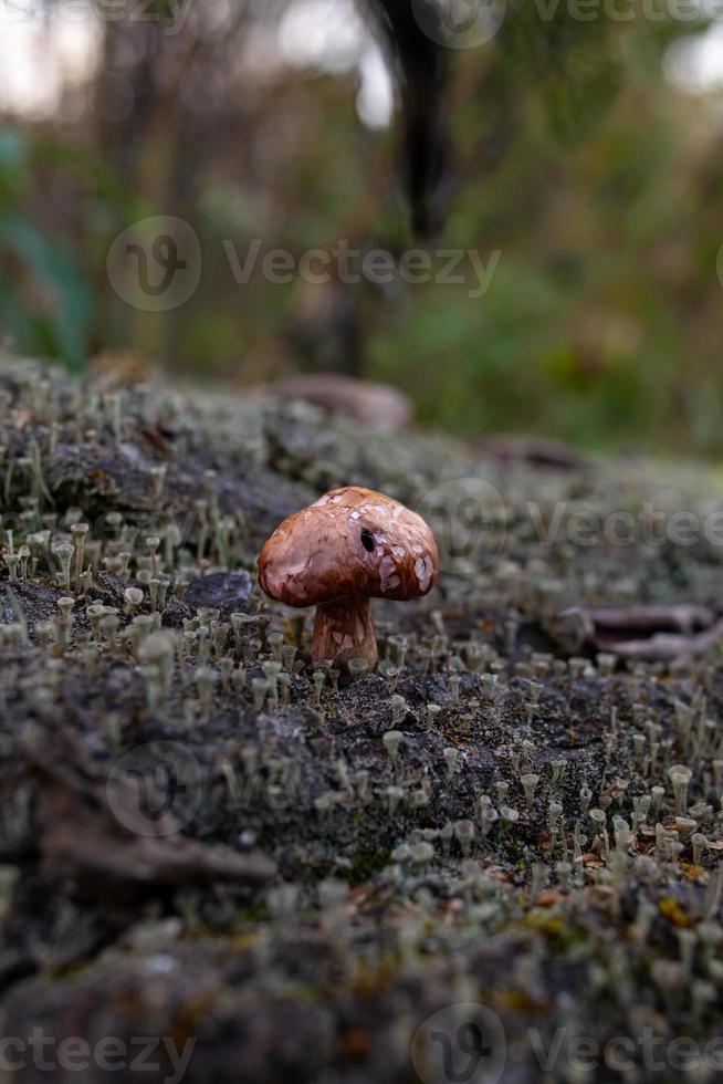 Very small mushroom with a brown cap growing on a tree trunk in an autumn day macro photo. A close-up photography of a toadstool standing on the textured bark of a fallen tree photo