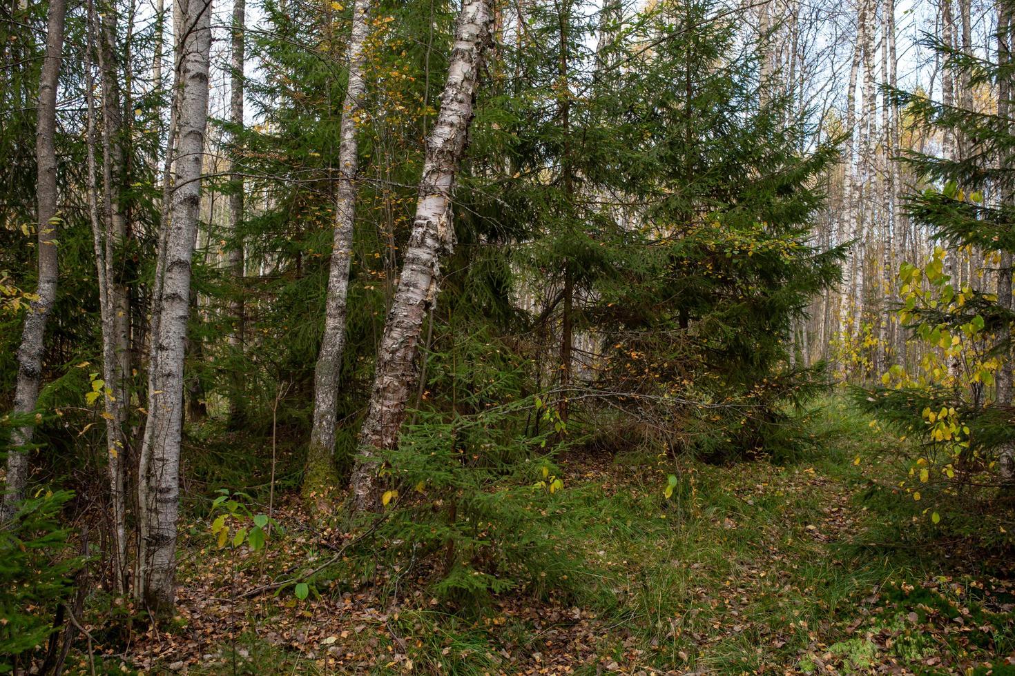 Golden autumn landscape in central Russia. Fall forest on a sunny day. Birch trees with yellow leaves and a bright blue sky. Country landscape with golden trees in October. photo